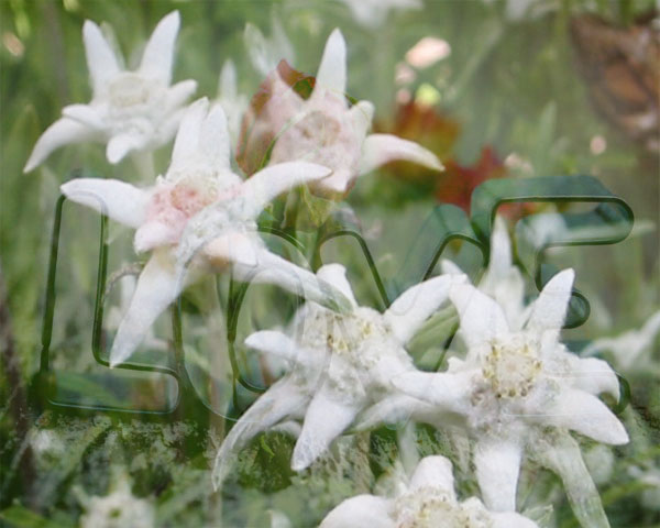 “Цагаан уул”  хайрын шүлгийн наадам болно